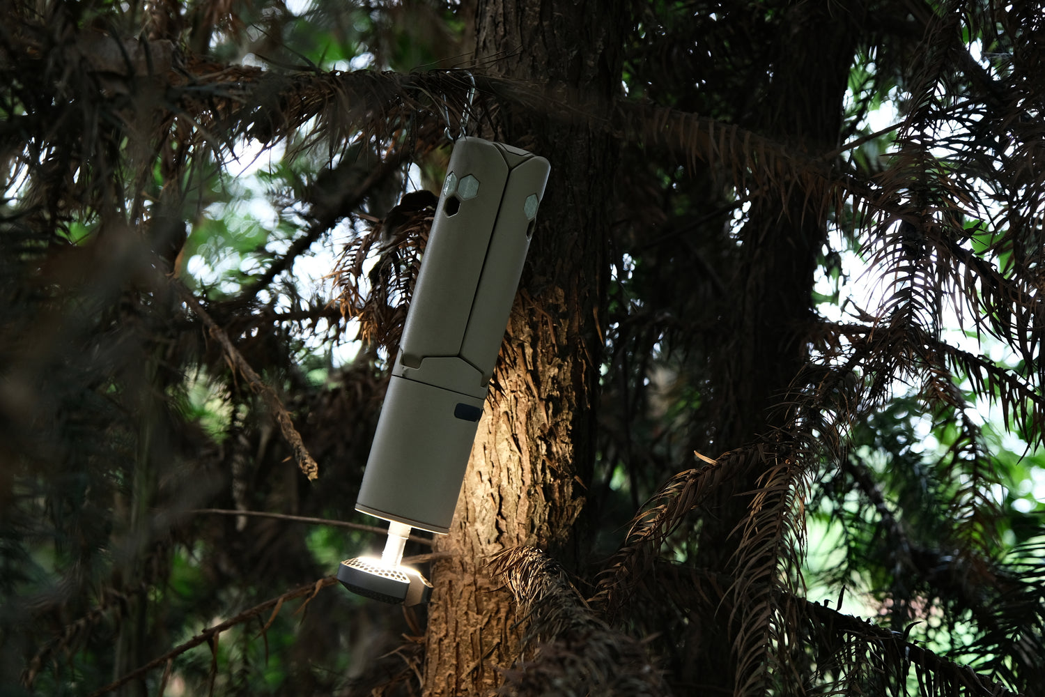 Lampe hängt an Karabiner am Ast und leuchtet